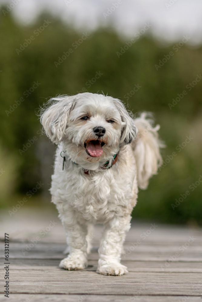 A cute white maltese dog in summer outdoors