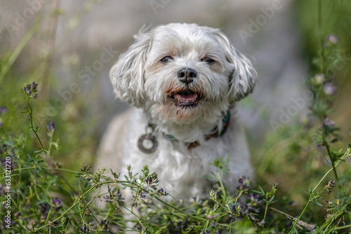 A cute white maltese dog in summer outdoors