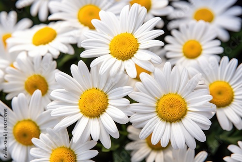 Beautiful Daisies in the Forest