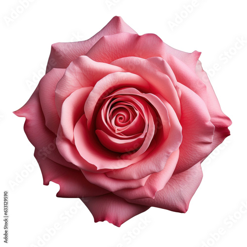 pink roses, isolated on transparent background, PNG,