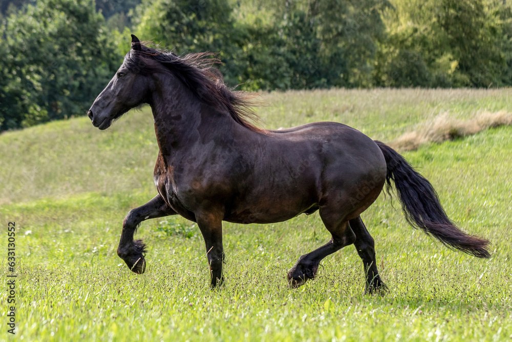 Portrait of a pretty friesian gelding on a pasture in summer outdoors