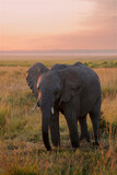 elephant portrait at sunrise