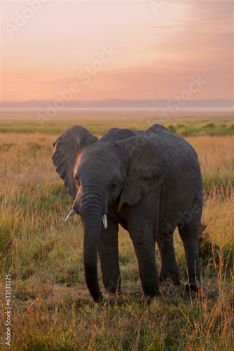 elephant portrait at sunrise