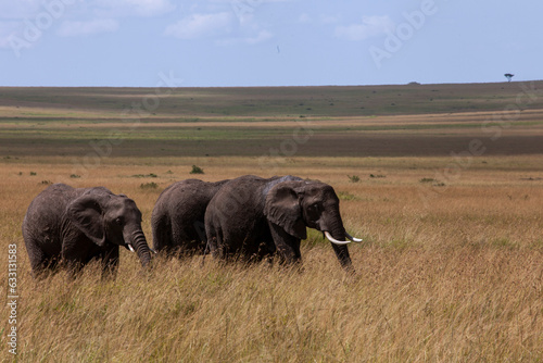 elephants walking in masai mara