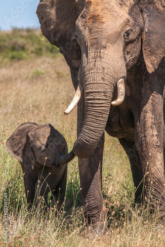matriarch with a baby elephant