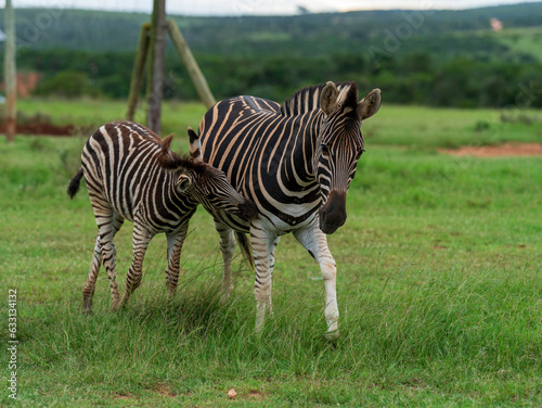 Zebra mother and calf playing  Addo Elephant National Park  South Africa