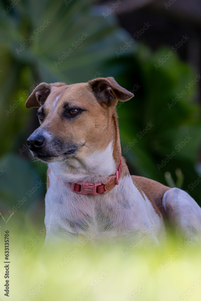 A white and brown spotted female dog, with pink collar in the garden. Animal world. Pet lover. Dog lover. Animals defender.