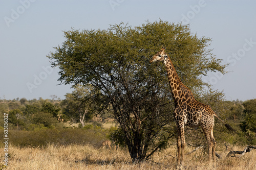 Graceful Giraffe Striding Across the Savannah