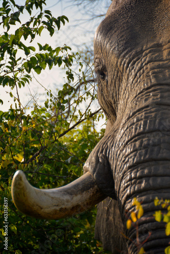 Photography Side shot of wild elephants face and tusk