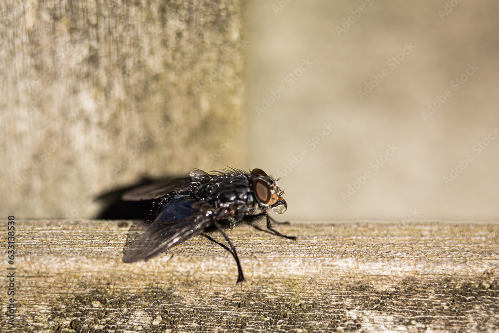 To fly or fry, that's the question To fly or fry, that's the question