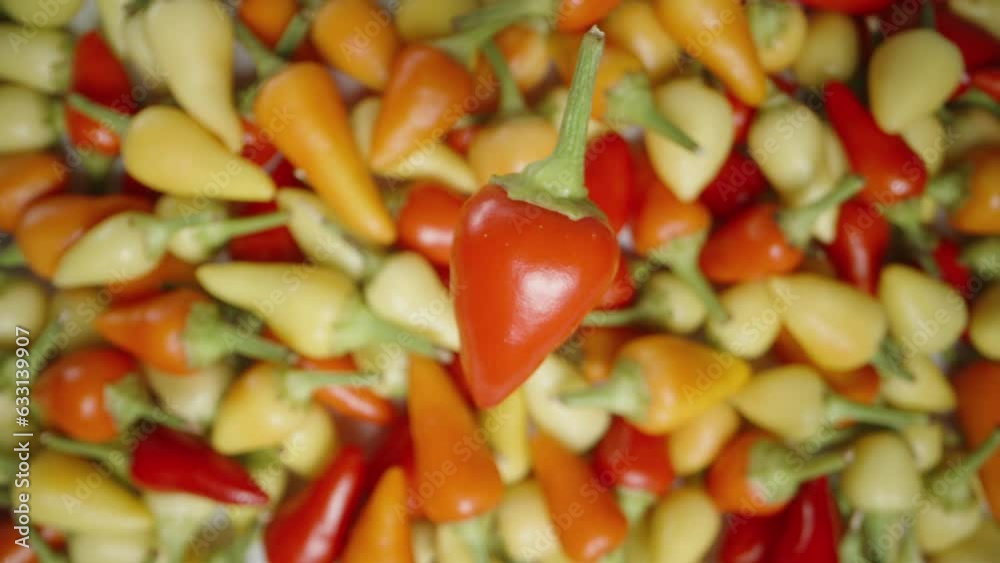 A red rosemary mini chili pepper rotates against the backdrop of assorted colored chili peppers. Top view, focusing technique. A red rosemary mini chili pepper rotates against the backdrop of assorted colored chili peppers. Top view, focusing technique.