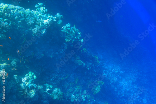 Red Sea underwater scenery with tropical fishes, Egypt