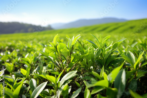 Tea Bush in Sunny Day With Hills and Mountains on Background  Close Up Photo