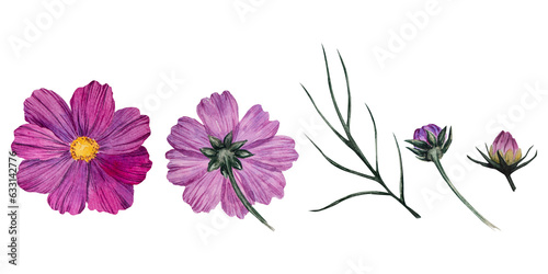 Set with watercolor pink flower of cosmea  Cosmos bipinnatus  Mexican aster  garden cosmos   buds  flowers  leaves. Hand drawn painting illustration isolated on white background