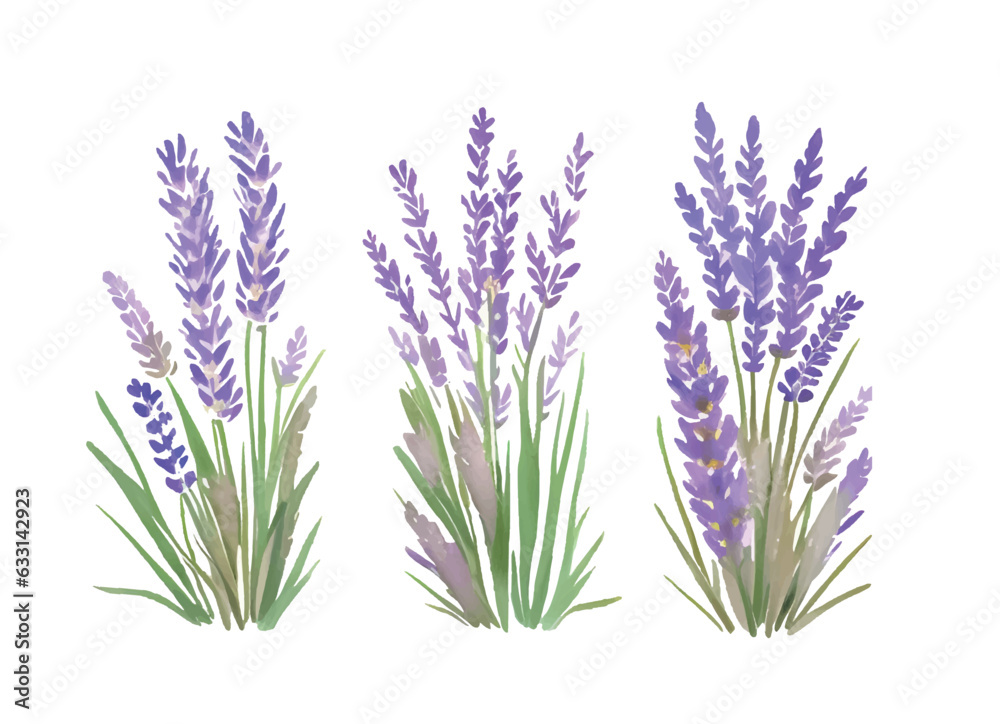 Fototapeta premium lavender flowers and bouquets are painted in watercolor on a white background1