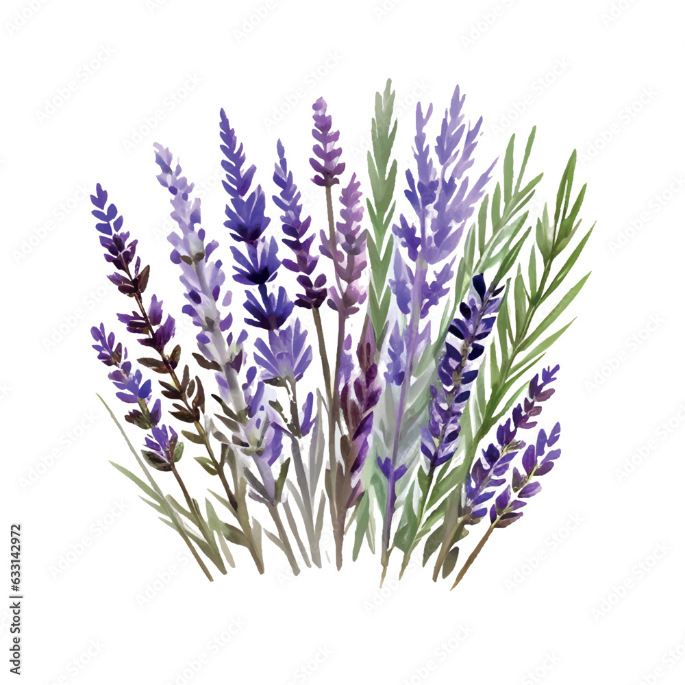 Naklejka premium lavender flowers and bouquets are painted in watercolor on a white background2