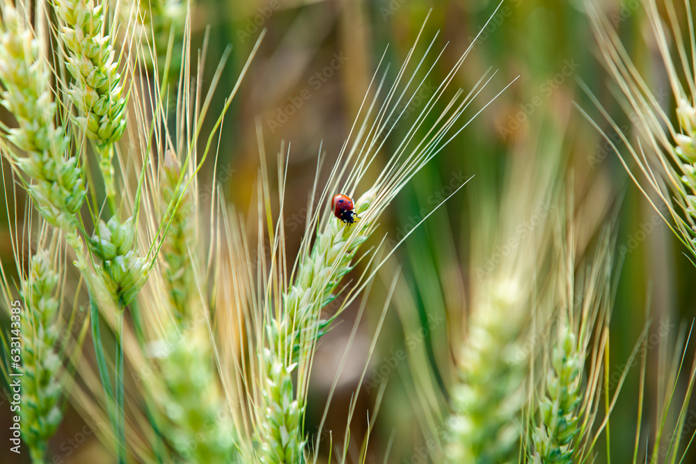 Ladybug on a wheat ear. Green wheat, waiting for the harvest. Сlose-up, selective focus.
