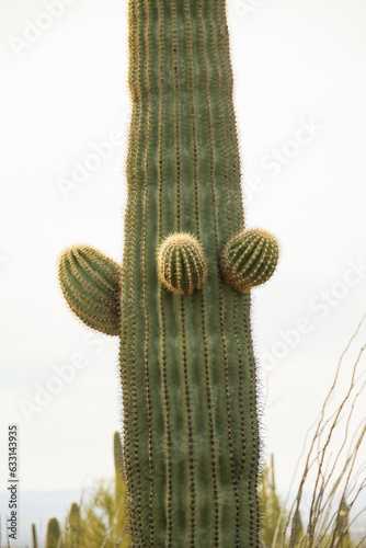 Saguaro cacti close-up photo