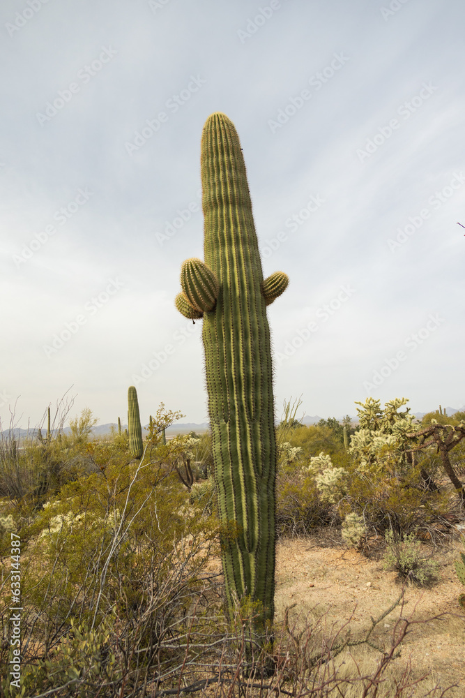 Saguaro cacti in Saguaro National Park, Arizona