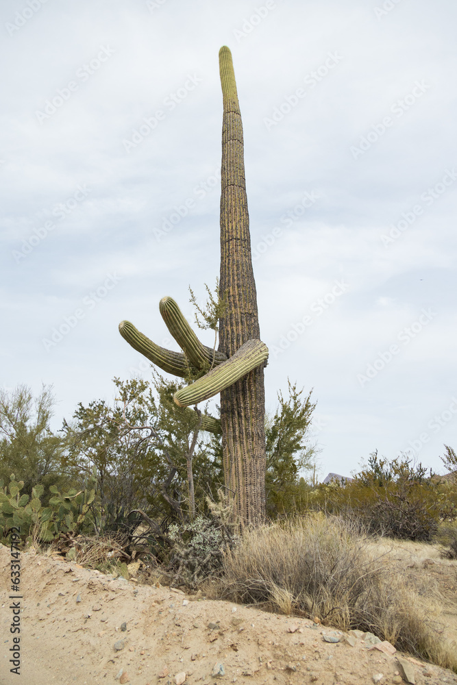 Saguaro cacti in Saguaro National Park, Arizona
