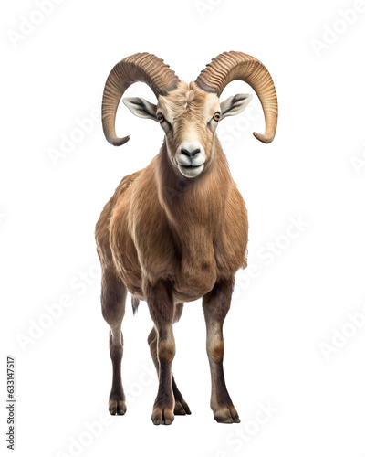 Portrait of a goat. Isolated on a white background.