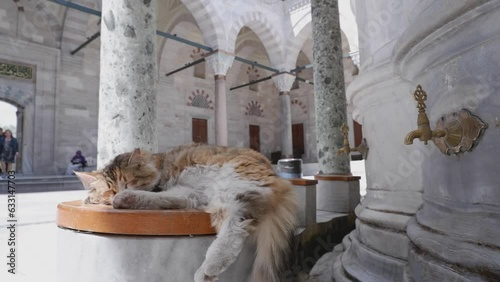  A stray cat sleeps outside the mosque in Istanbul, Turkey
