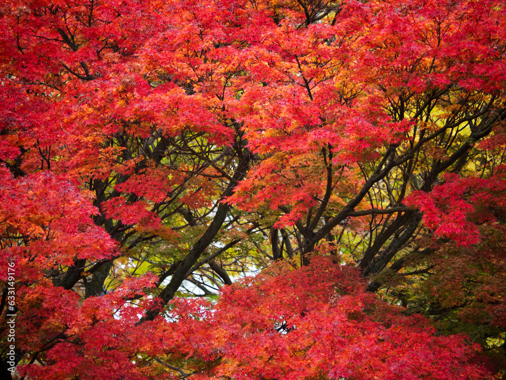 Red maple leaves in the Belvedere Botanical Garden in autumn Red maple leaves in the Belvedere Botanical Garden in autumn
