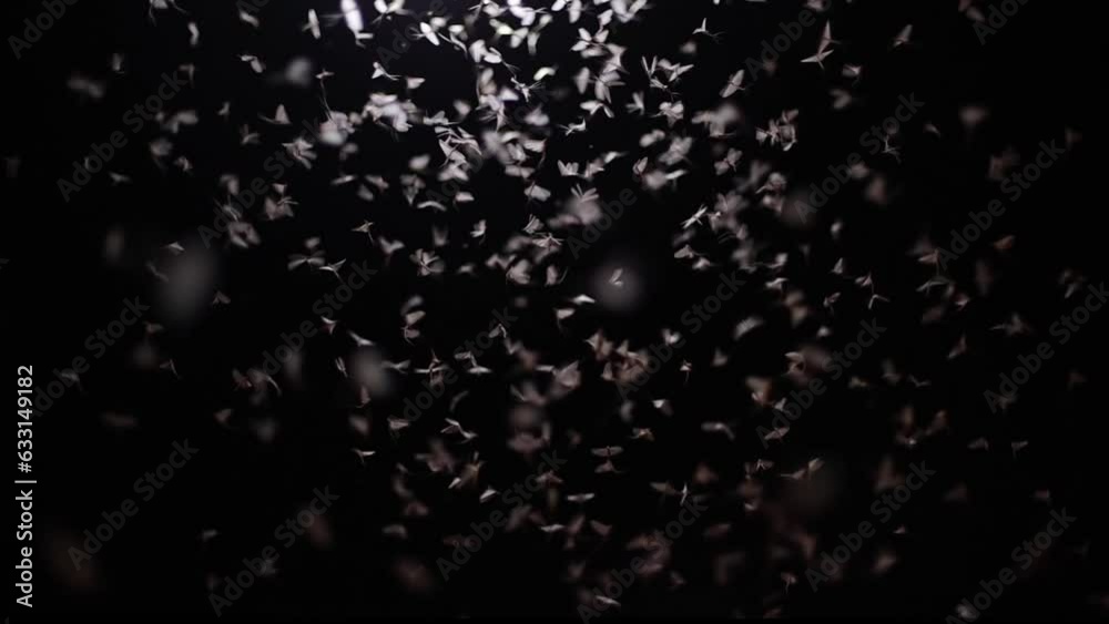 A swarm of night moths circling by the lamp. The mating dance of the butterfly