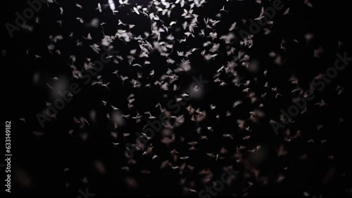 A swarm of night moths circling by the lamp. The mating dance of the butterfly