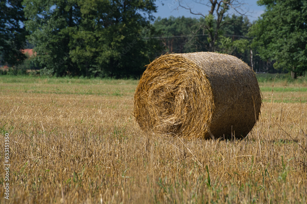 bale of hay in the field