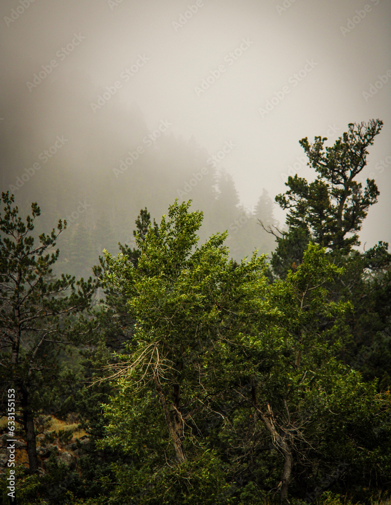 Obraz premium fog in the forest