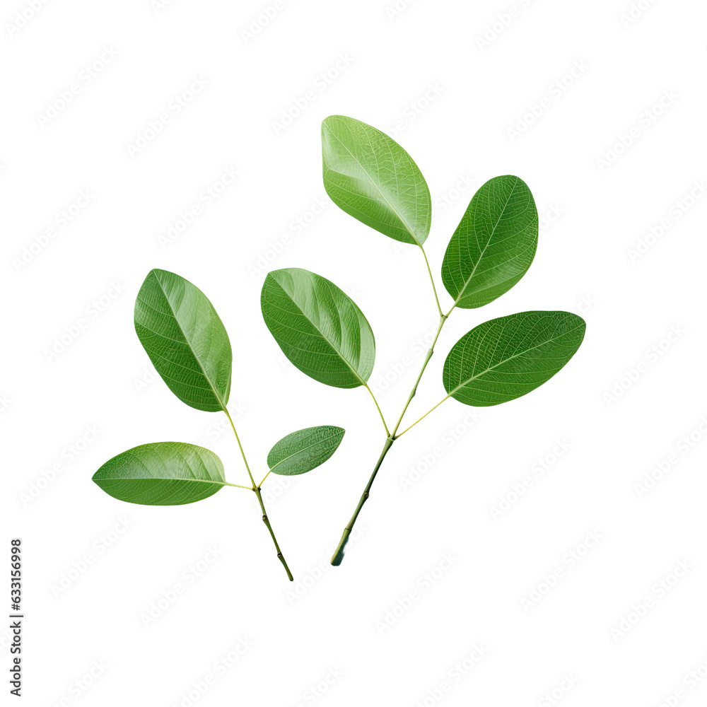 Leaves isolated on transparent background