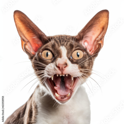 Angry Cornish Rex Cat Hissing Aggressively on White Background