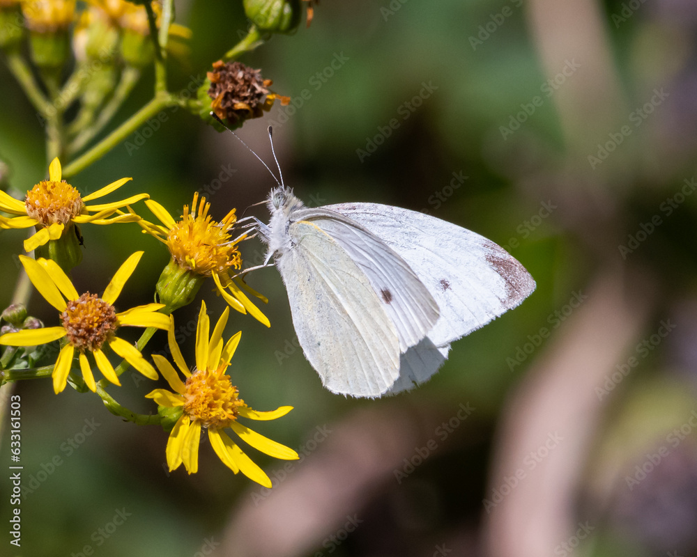 Cabbage white butterfly feeding on
Ragwort Cabbage white butterfly feeding on
Ragwort