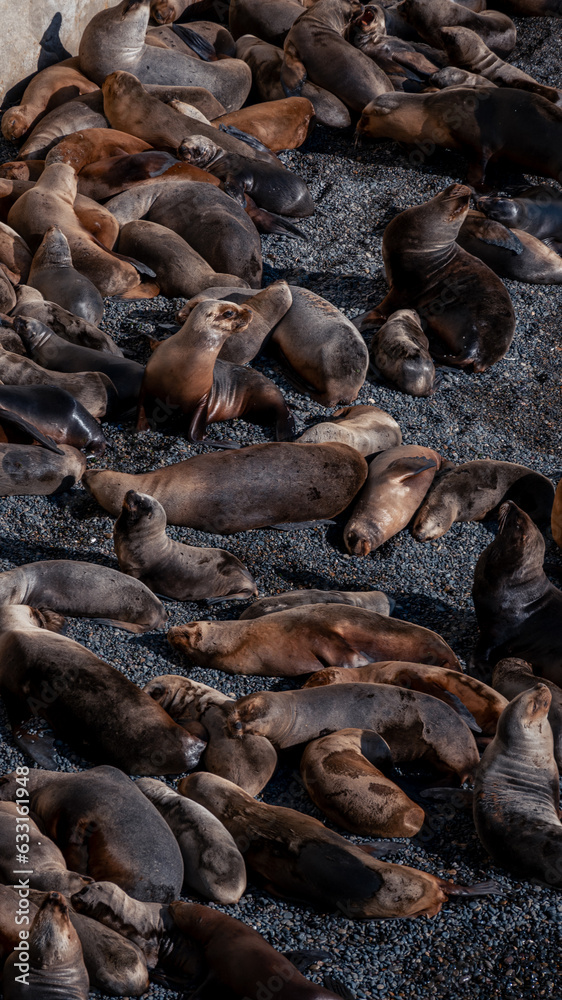 Lobos marinos en Puerto Madryn, Argentina