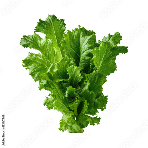 Hydroponic lettuce plant isolated on transparent background