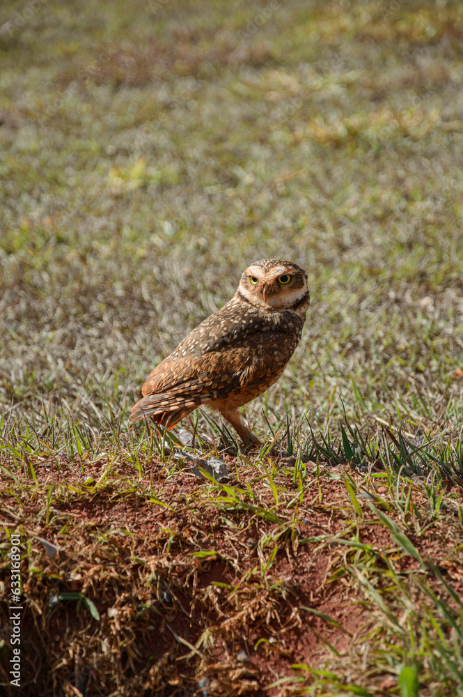 Brazilian wild bird. Little owl on dried grass field in Brasilia, taking care of its nest. Brazilian wild bird. Little owl on dried grass field in Brasilia, taking care of its nest.