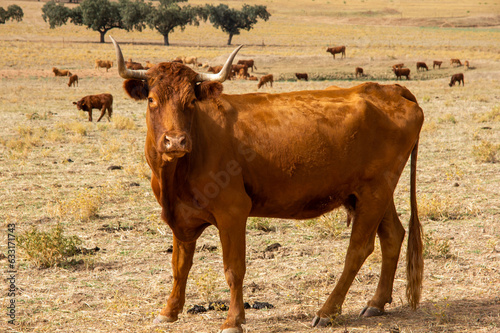 Vaca retinta de perfil en el primer plano, y el rebaño al fondo en la pradera amarilla de verano. photo