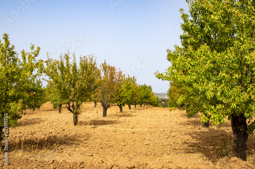 Campo de cultivo de Almendros dispuestos en hileras, en una calurosa tarde de verano. photo