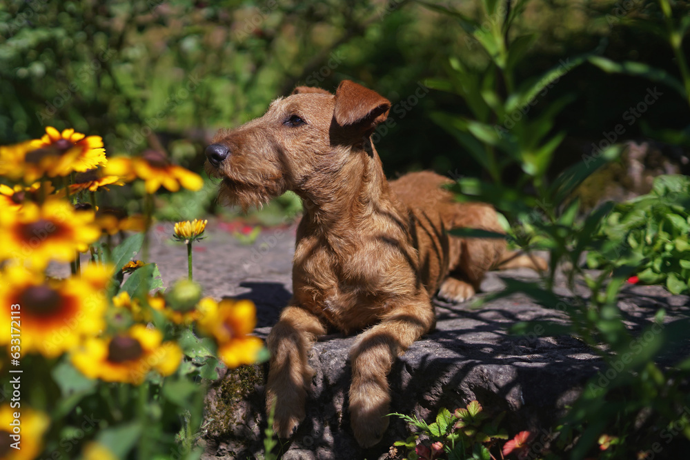 Cute Irish Terrier puppy posing outdoors in a city park lying down on stones behind yellow Rudbeckia flowers in summer