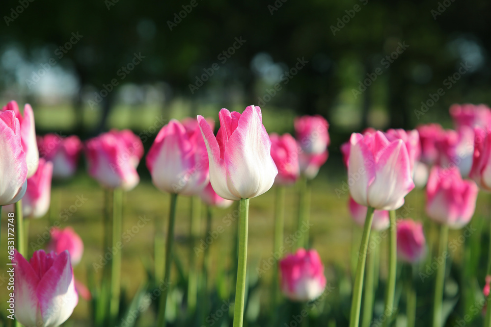 Fototapeta premium Beautiful pink tulip flowers growing in field on sunny day, closeup