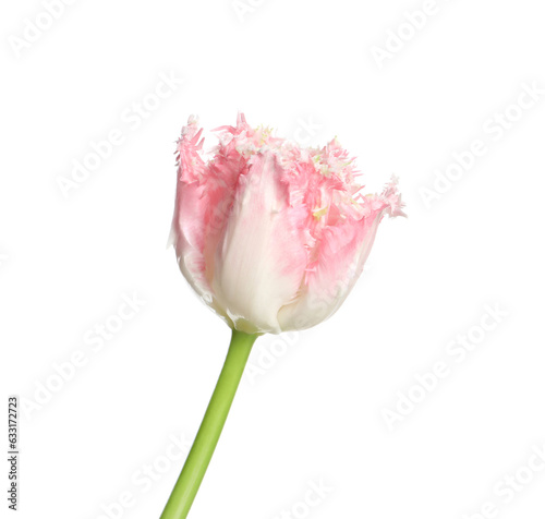 One beautiful tulip flower isolated on white #633172723