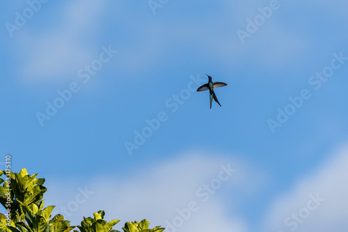 A Swallow-tailed hummingbird eating insects in mid-flight. Species Eupetomena macroura also know Scissor hummingbird. Birdwatching. Animal World.