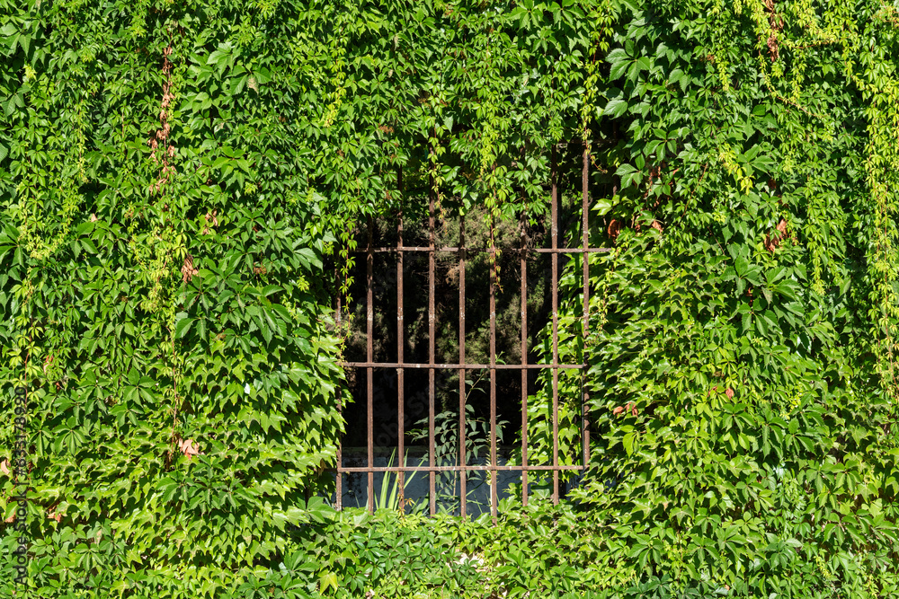 Reja de una ventana semicubierta por la vegetación, hojas de yedra
