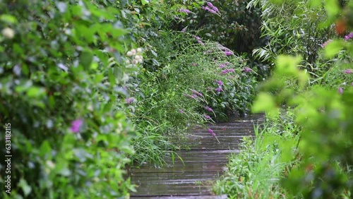 Wooden path in the Forest in Summer Rain, New England, USA