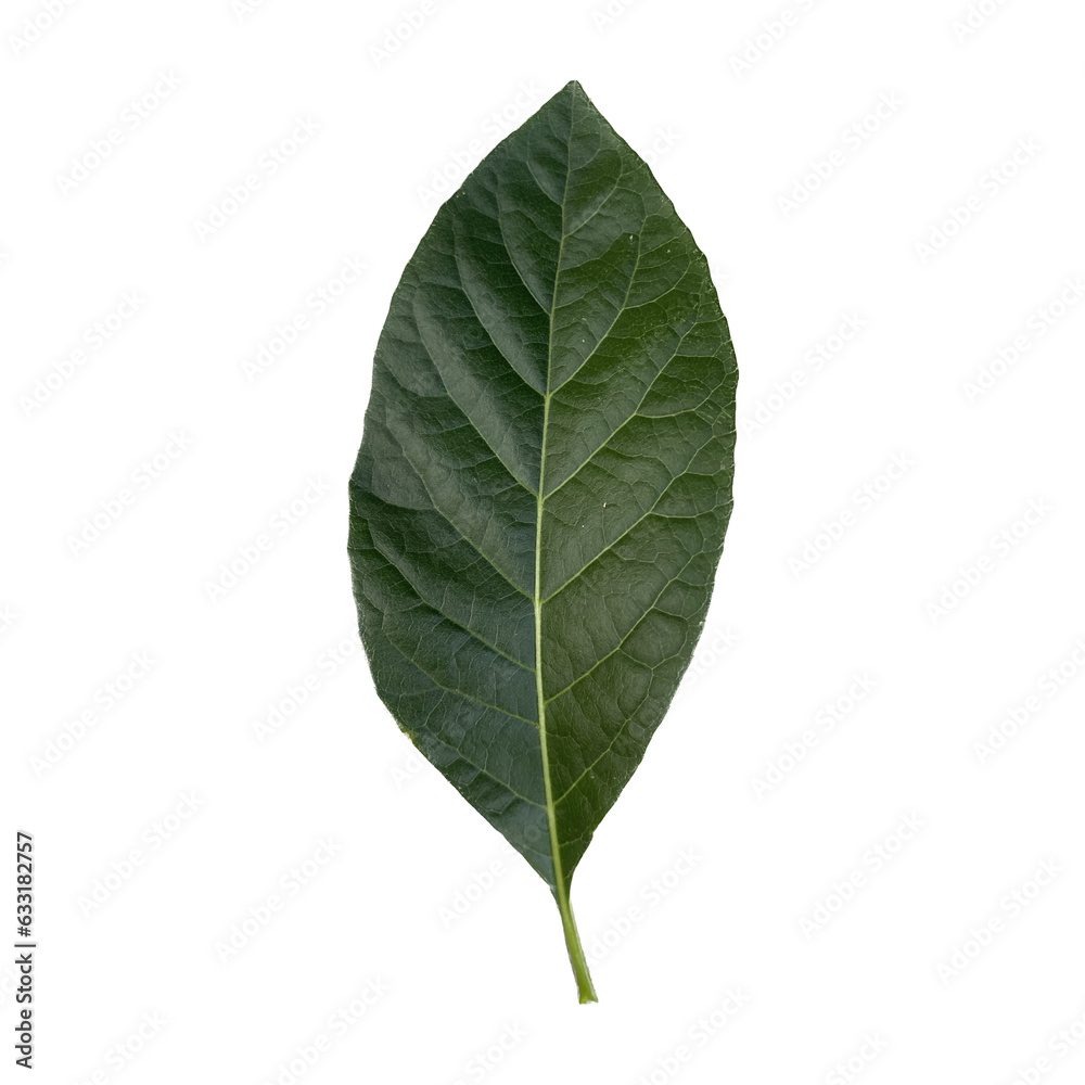 Obraz premium green leaf isolated, cut out
