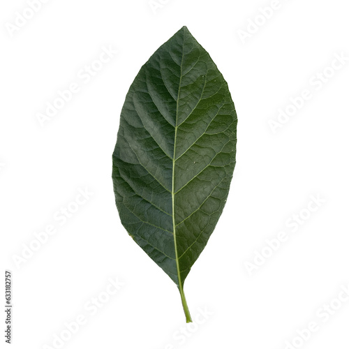 green leaf isolated, cut out