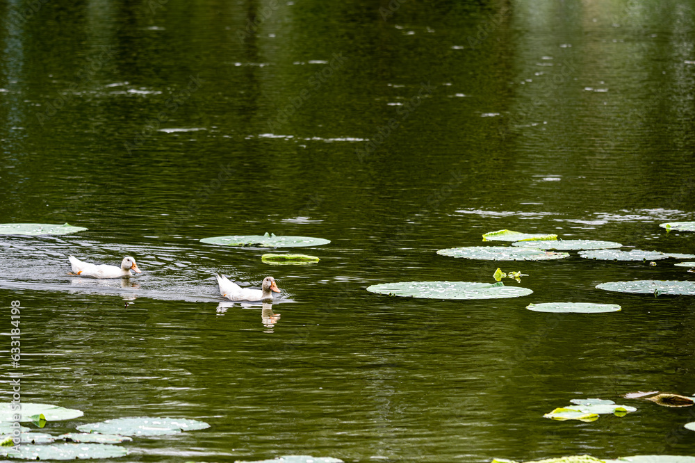 lotus and white duck - the scenery of Nanhu Park in Changchun, China in summer lotus and white duck - the scenery of Nanhu Park in Changchun, China in summer