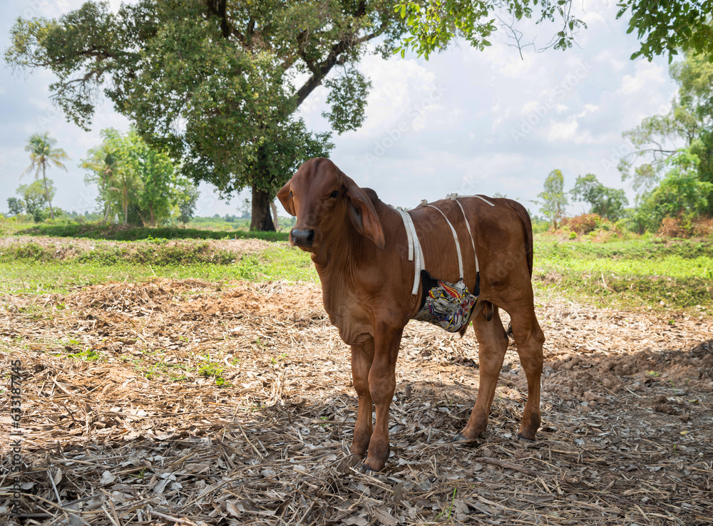 Sick calf, veterinarian in the middle green of the field Sick calf, veterinarian in the middle green of the field