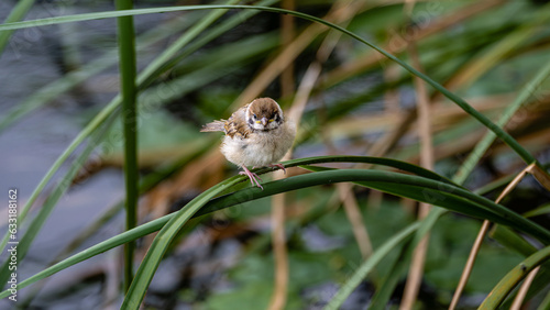 feeding sparrows - the scenery of Nanhu Park in Changchun, China in summer